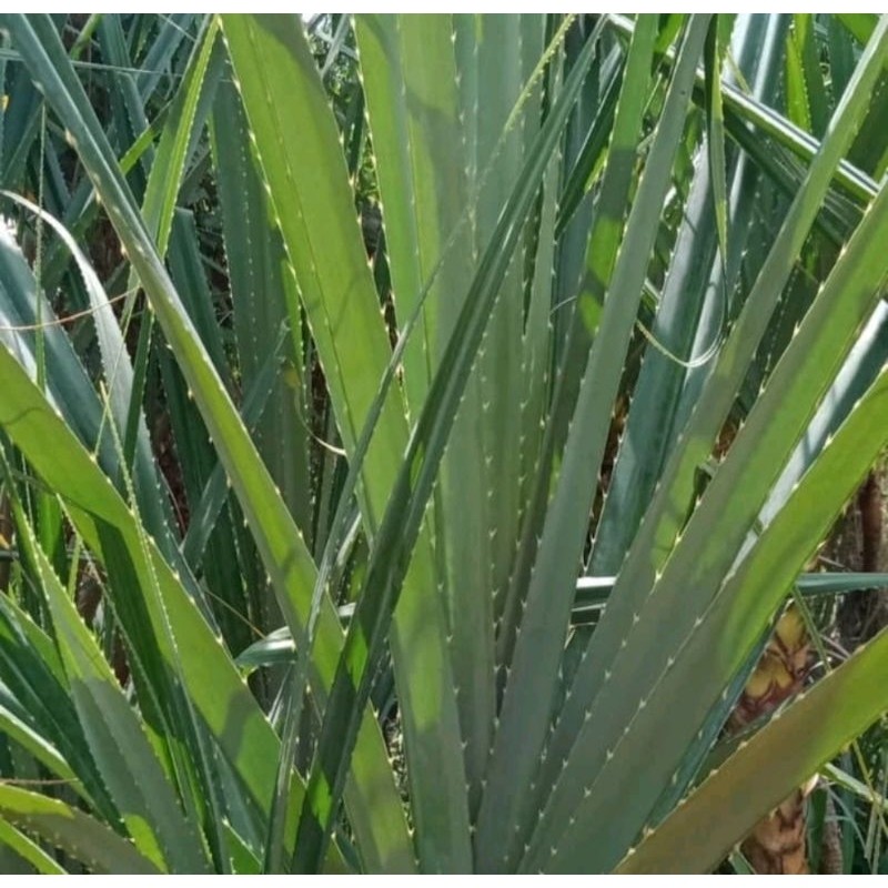 Bibit pandan duri pandan danau,pandan tikar