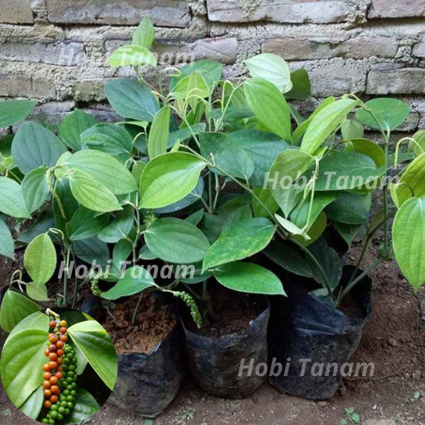 BIBIT LADA PERDU MURAH KUALITAS UNGGUL bibit merica perdu