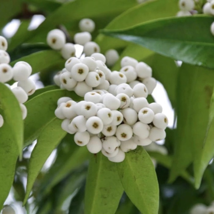 bibit pohon jambu air nasi (jambu air putih langka)