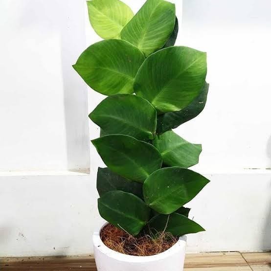 PROMO tanaman hias dolar rambat-dolar daun besar