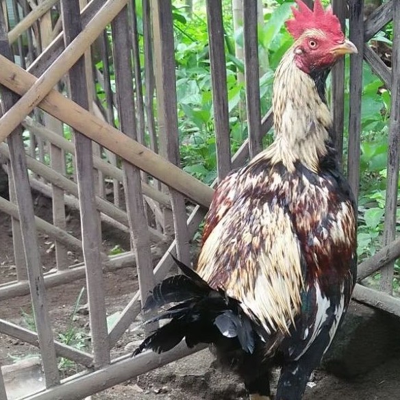 

Telur Ayam Fertil Telur Tetas Ayam Aduan Mangon IQ X Mangon