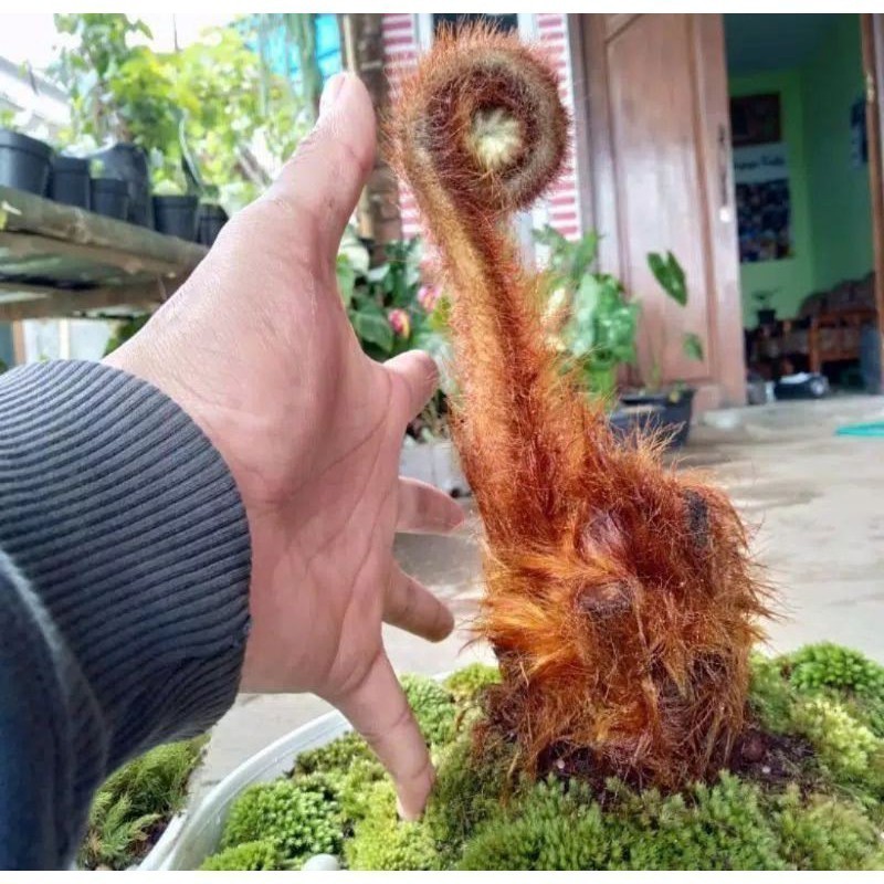 Tanaman hias pakis monyet mini /bibit pakis monyet hias