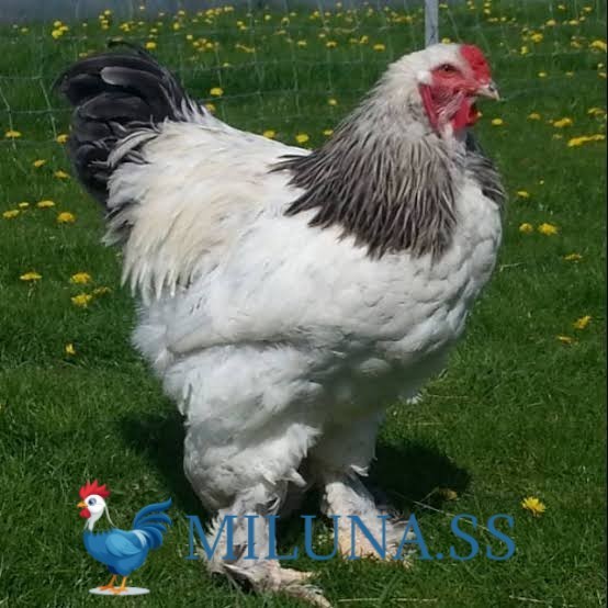 

FERTIL TELUR AYAM hias brahma siap ditetaskan