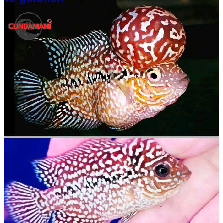Hiyasan akuarium Burayak Louhan KSRD X Kamfa F2 Gen Ori Thailand high quality