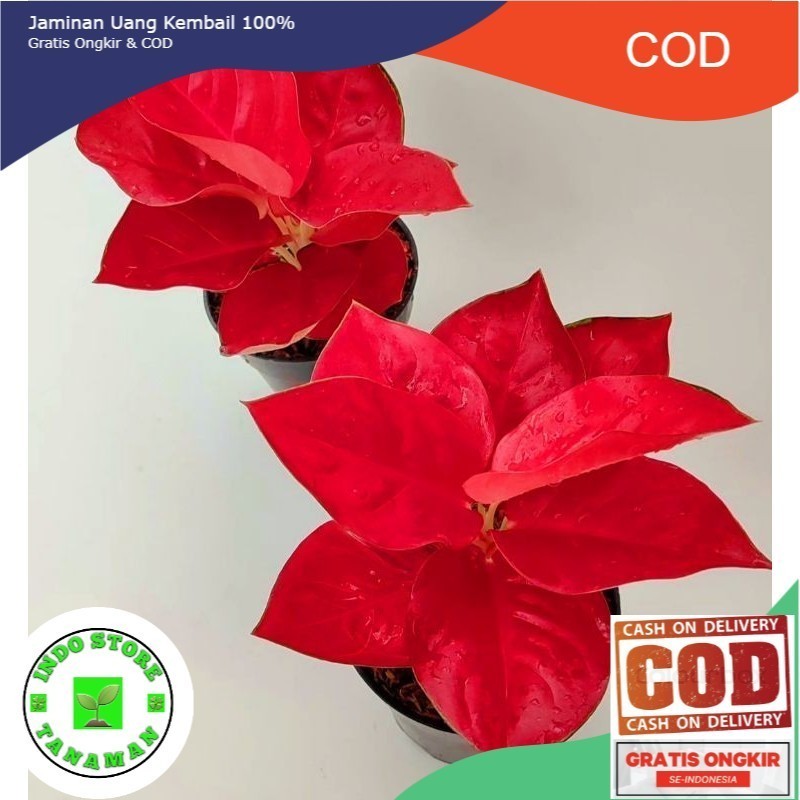 Anakan/baby Tanaman Hias Aglonema Suksom Jaipong daun 1-2 Bunga Hias