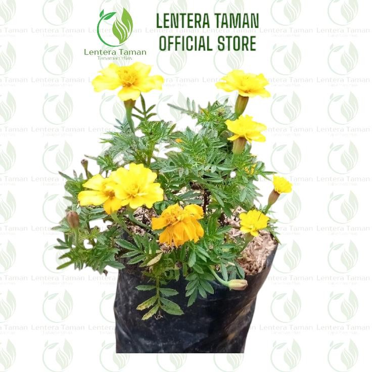 Tanaman Hias Bunga Kenikir kuning / Bunga kenikir warna kuning / cantik kuning menyala Alami