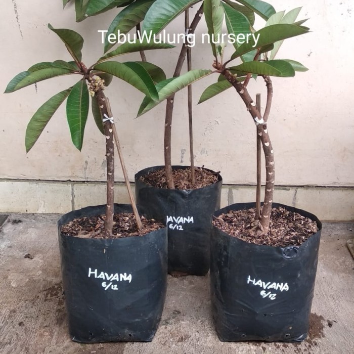 Bibit Mamey Sapote Havana (Cangkok)