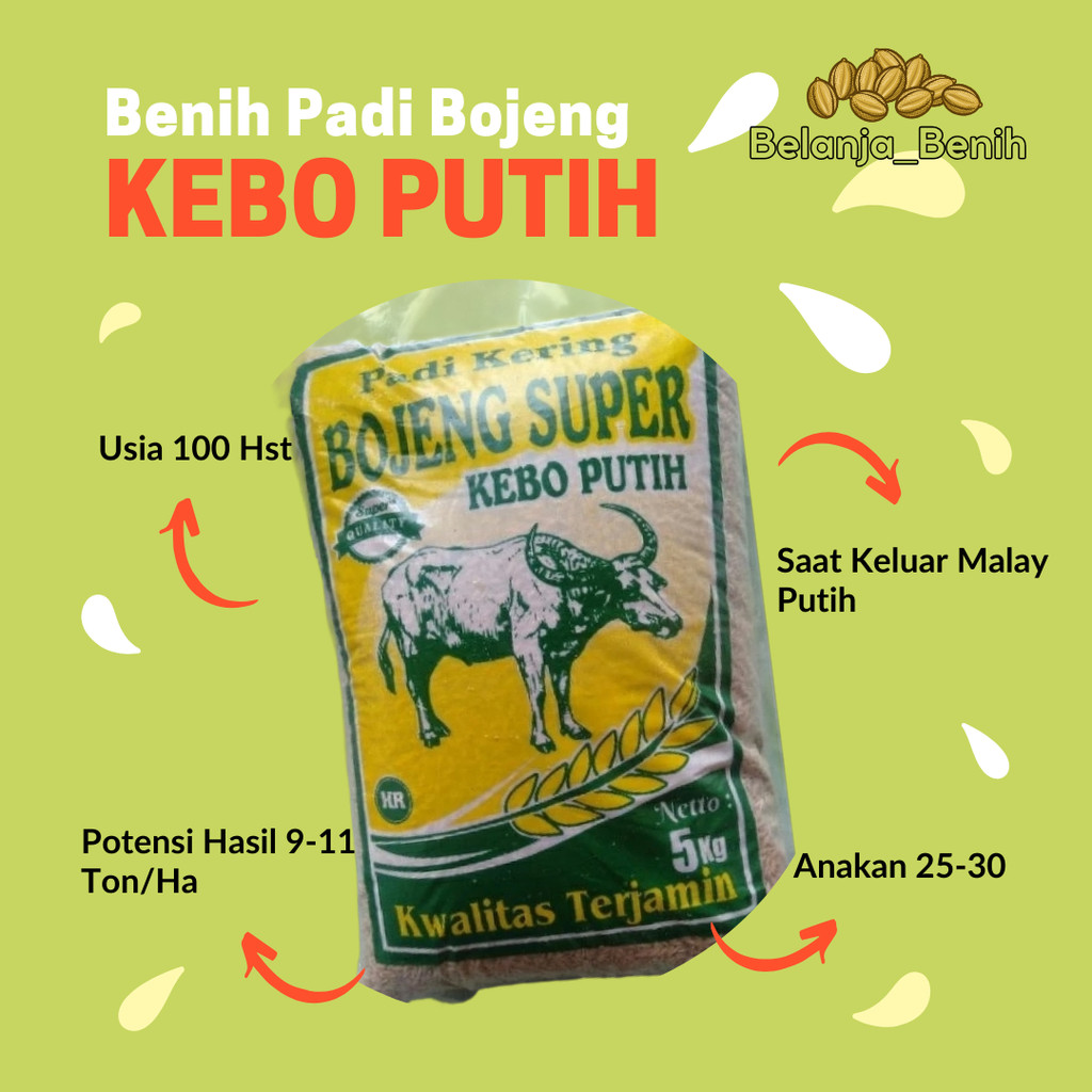 Benih Bibit Padi Kebo Putih Bojeng Kebo Putih