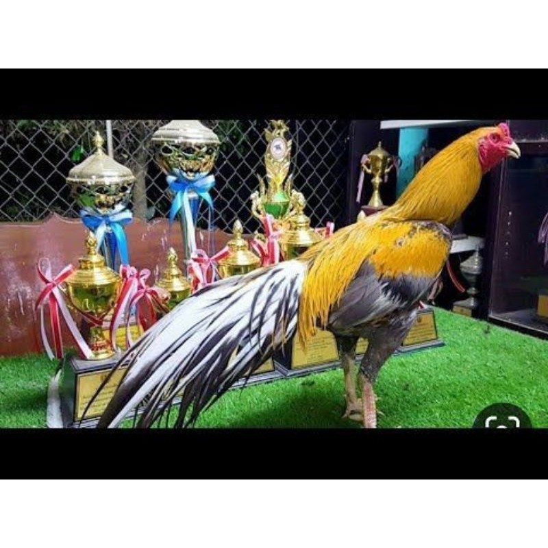 

Fertil PAKET 3 BUAH TELUR AYAM BANGKOK EKOR LIDI (FRESH)