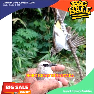 Pulut burung Jebakan burung Lem Pulut getah karet siap pakai