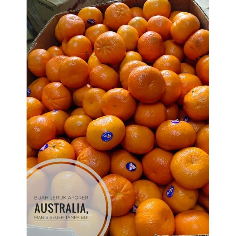 

BUAH JERUK MANDARIN AFORER TANPA BIJI ASAM MANIS UDBUAH 3 SAUDARA