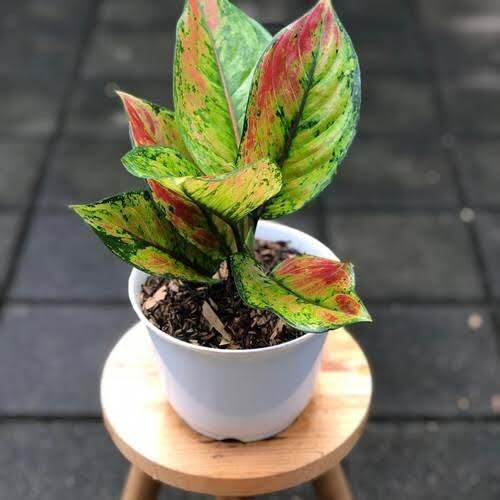 Aglonema heng heng | tanaman hias aglonema heng heng