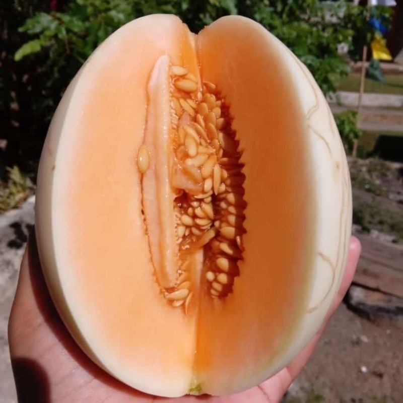 TERMURAH 150++ BENIH MELON SWEET NET 9 - RIPACK PREMIUM SUPER UNGGUL