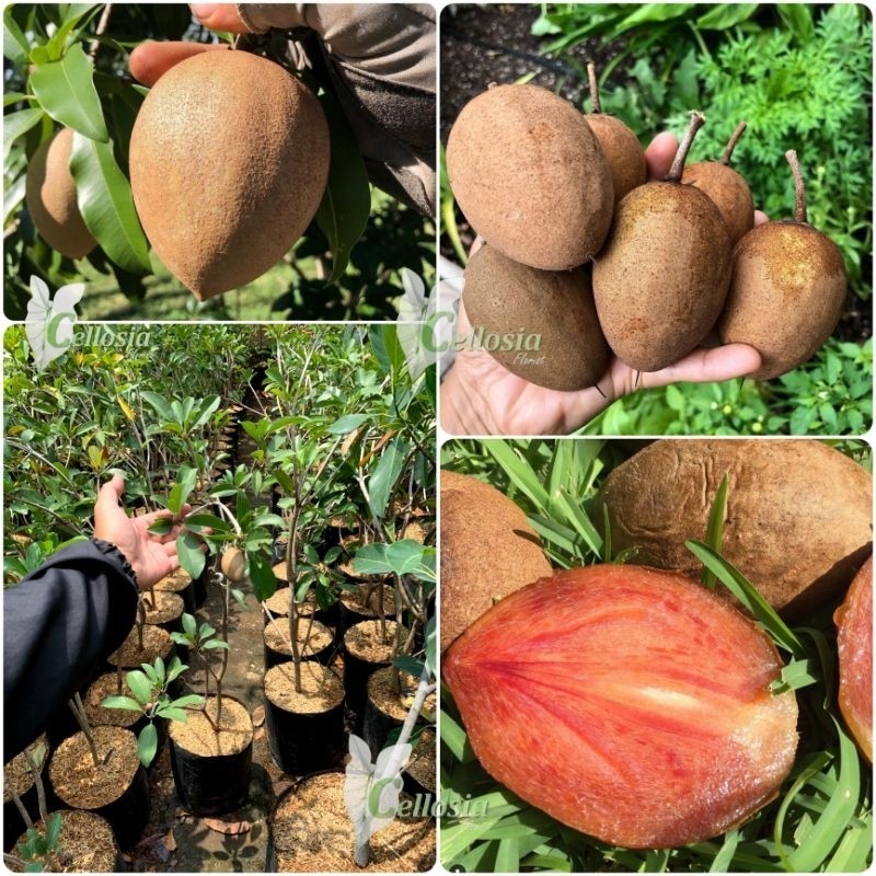 Bibit Tanaman Buah Sawo Manila Jumbo Tinggi 100cm (Sudah Berbunga)