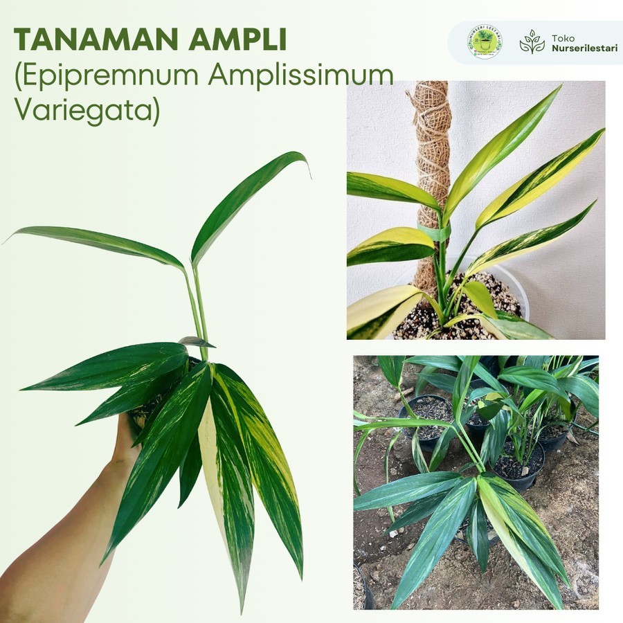 Tanaman Hias Langka ( Rare ) Ampli Variegata Putih - Epipremnum Amplissimum Variegated