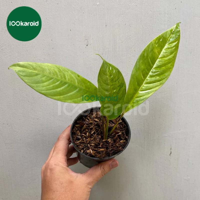 Tanaman Hias Rhaphidophora Foraminifera Variegata Mint / Foraminifera Varigata Mint