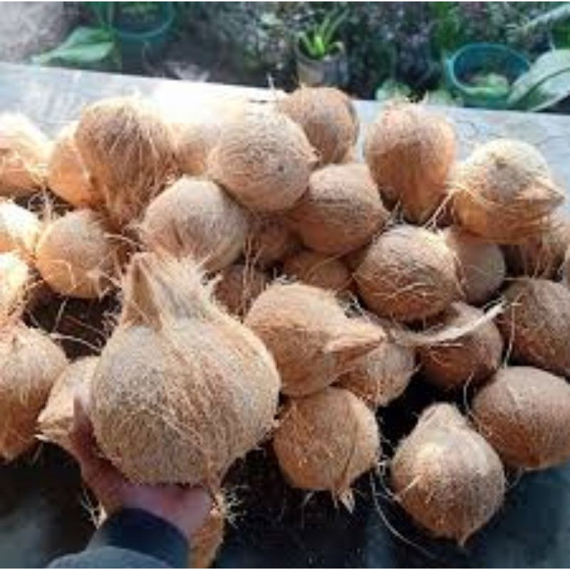 

kelapa tua segar/1kg - Cocos Nucifera