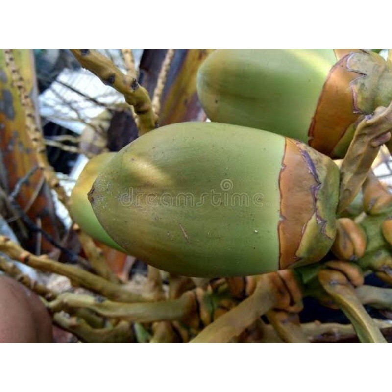 

Promo Buruluk | Mbuluk |Tembuluk obat herbal diabetes per 5 pcs COD