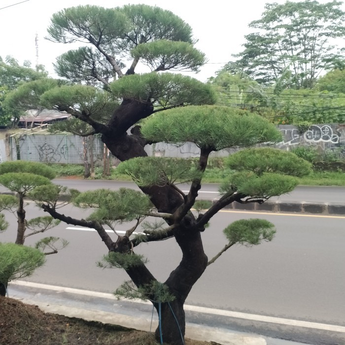 Murah Pohon Bonsai Cemara Udang besar / Hiasan Taman Rumah