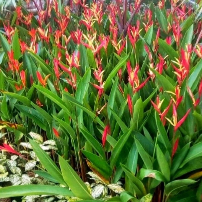 tanaman hias calathea pisang bunga merah/pohon pisang pisangan