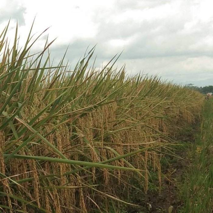 benih padi Padaherang 02 5kg bibit padi unggul