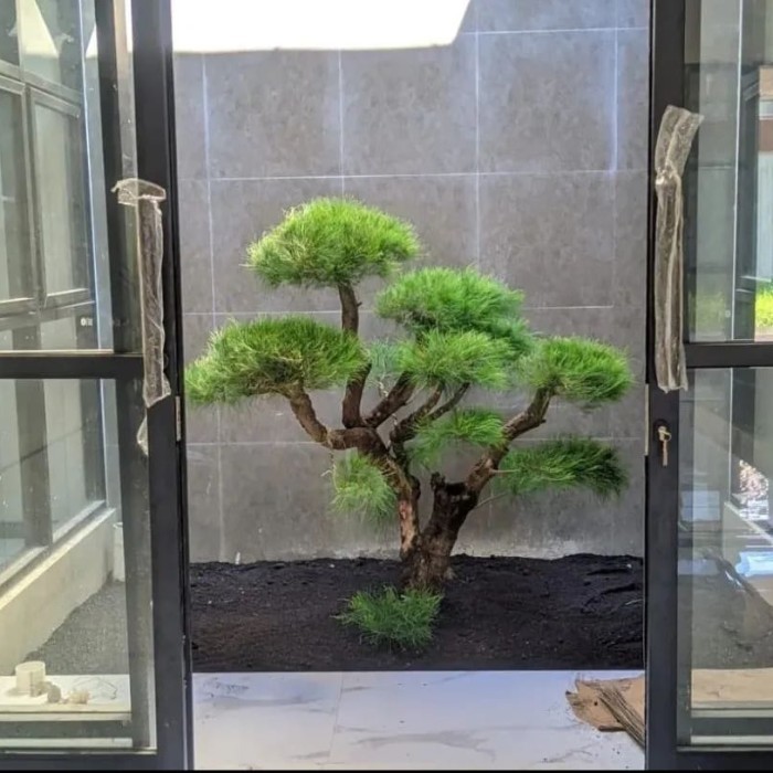 taman jepang bonsai Cemara udang