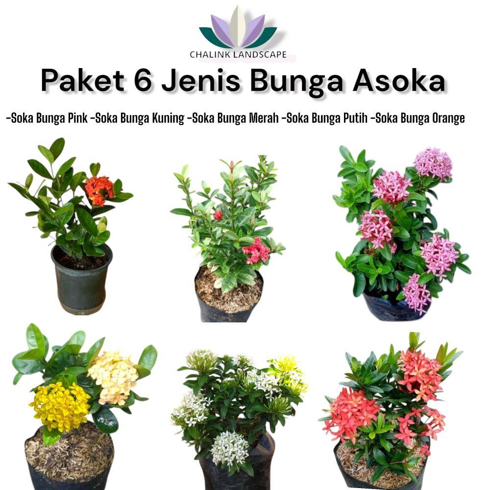 Paket 6 Tanaman Bunga Asoka - Bunga Asoka - Bunga Asoka Hawai - Bunga Soka Jepang - Bunga Soka Jambo