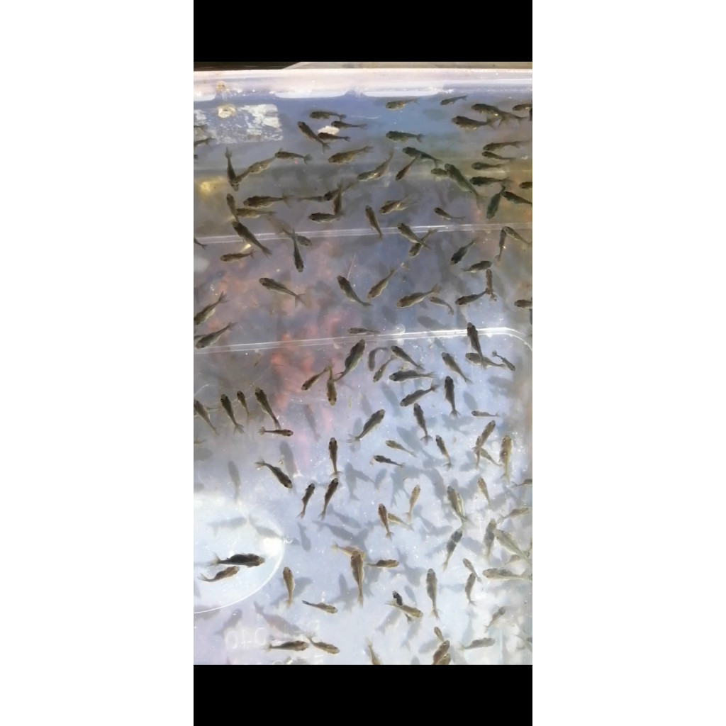 PAKAN VITAMIN Bibit rancu rw, Oranda Rw, oranda short body & oranda panda 3color 100ekor