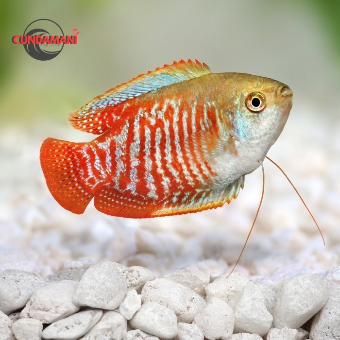 Sepat Ralis / Ikan Hias Air Tawar / Ikan Hias Aquascape cunda