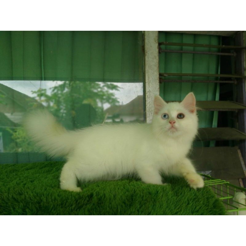 kucing Persia odd eye