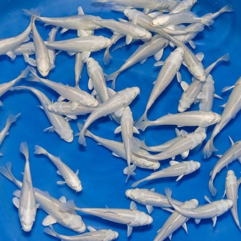 Paket Hemat Koi Platinum Isi 5 ekr Size 7-8 cm