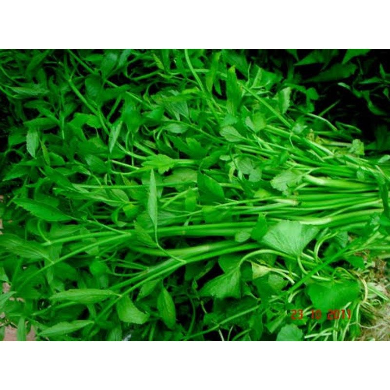 

SAHABATANI Daun Tespong segar Seladren Daun Sladren 500gram