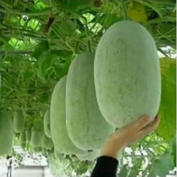 

buah bligo/kundur