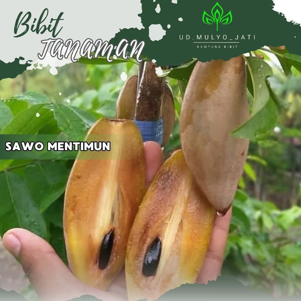 Bibit Tanaman Buah Sawo Mentimun sawo mentimun okulasi