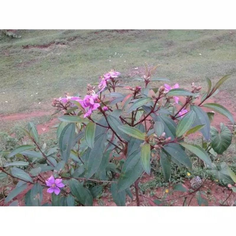 

Daun Senduduk Harendong / Senggani Segar Herbal Mag Maag Akut