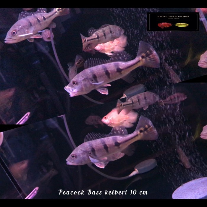 Peacockbass kelberi / pbass kelberi bahia 10-11cm good marking