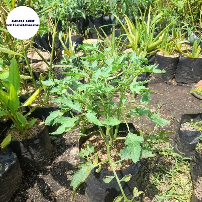 bibit tanaman tomat sayur - tanaman tomat - pohon tomat sayur