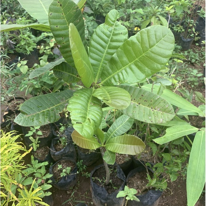 Bibit pohon jambu mede atau jambu monyet