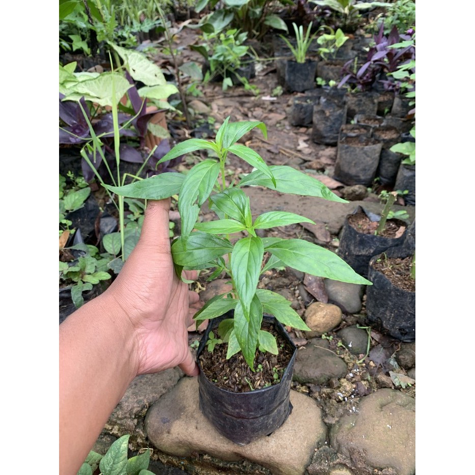 Bibit Tanaman Sambiloto - Pohon Sambiloto - Daun Sambiloto
