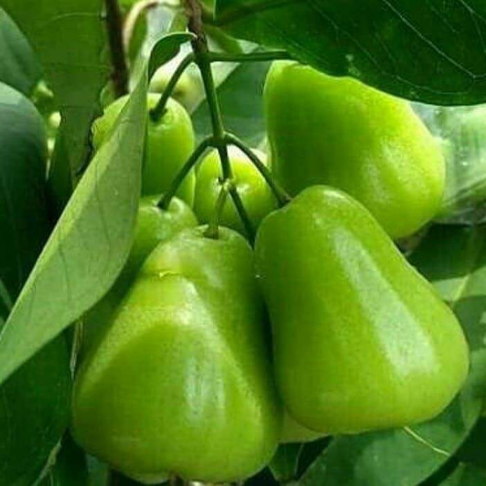 bibit jambu air cincalo hijau