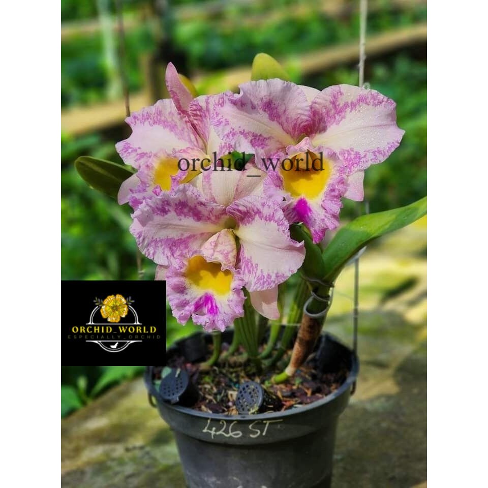 tanaman hias anggrek dendrobium Marian // anggrek dendrobium // bibit anggrek dendrobium