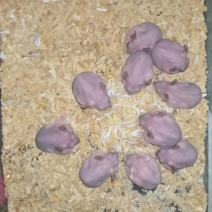 SALE -hamster hairless 6 ekor