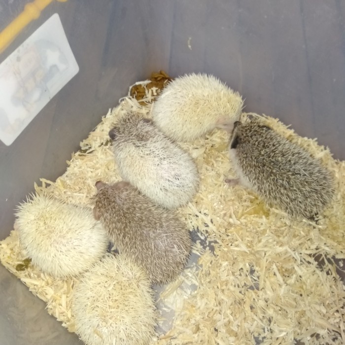 SALE -Landak Mini indukan + bonus - Minus
