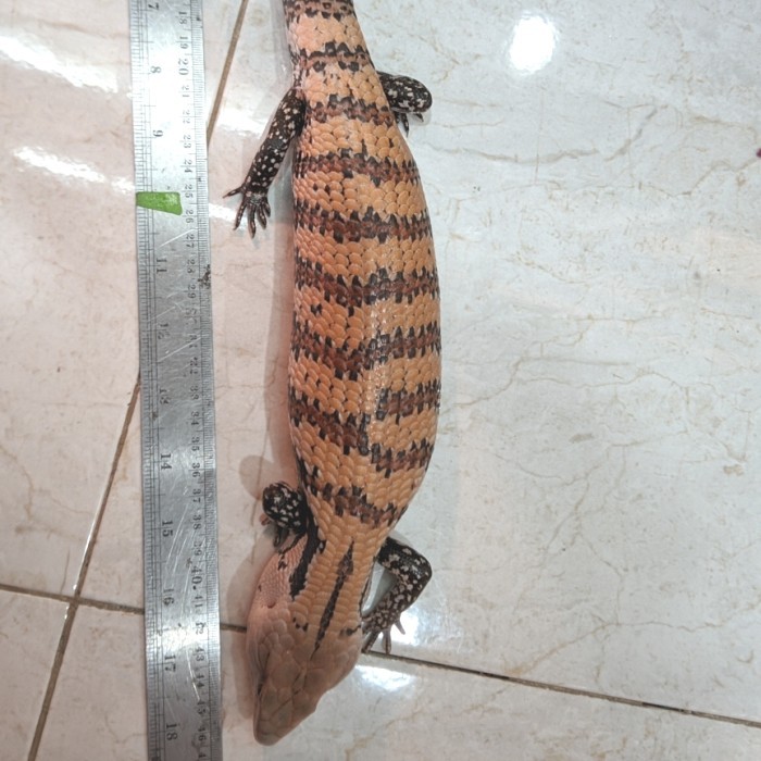 SALE -kadal panana merauke high grade mulus jinak murah