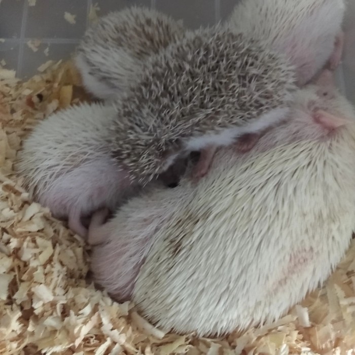 SALE -landak mini anakan