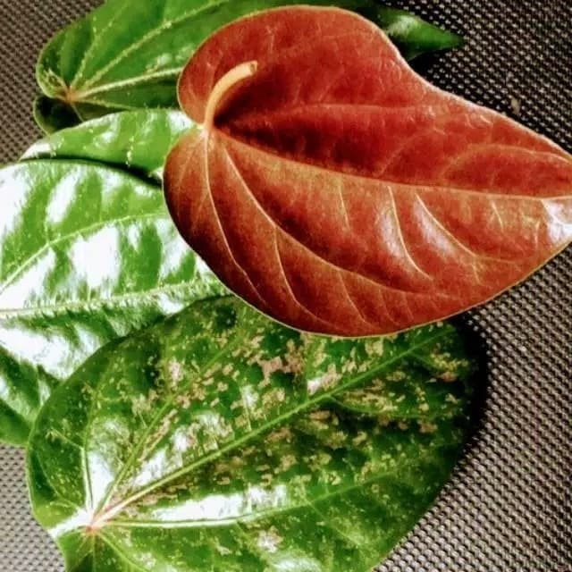 

Daun Sirih Merah Segar 1 Lembar