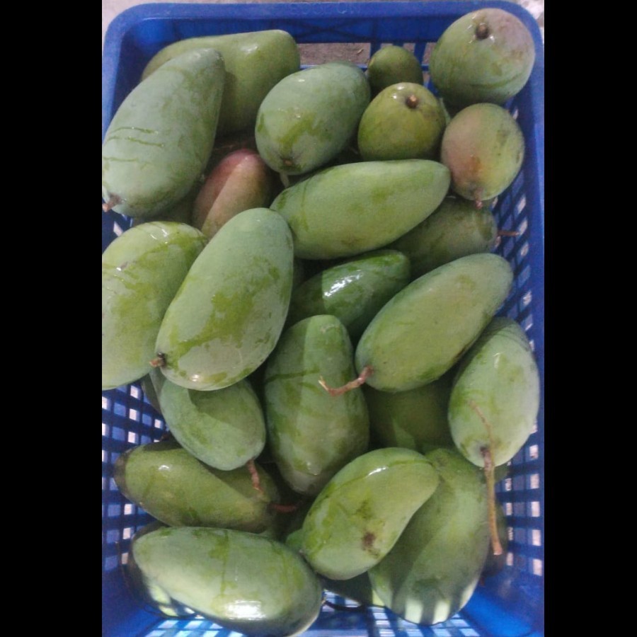 

PROMO AMBYAR Buah Mangga Thailand Kiojay TERMURAH