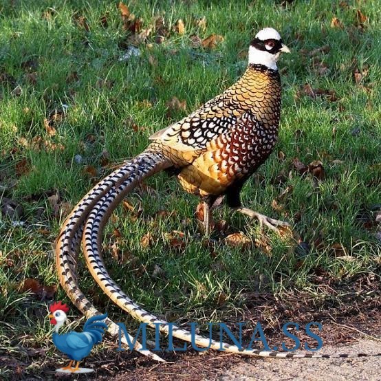 

FERTIL TELUR AYAM hias ringneck reeves pheasant untuk ditetaskan