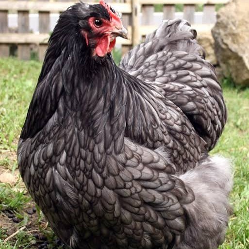 

Fertil Telur ayam bantam chocin / telur ayam hias / telur fertil siap tetas