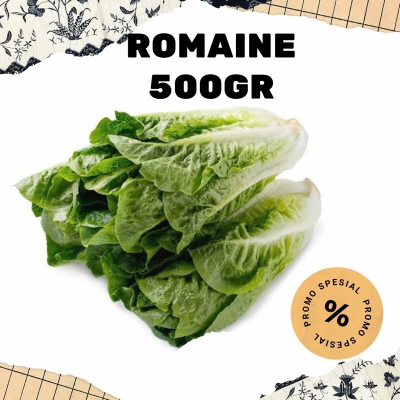 

romaine lettuce sayur segar selada manis romaine UDBUAH 3 SAUDARA